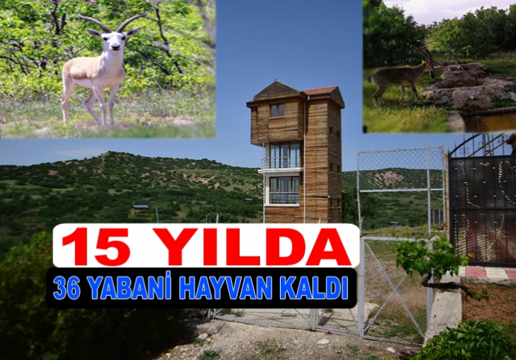  15 Yılda 36 Yaban Hayvan kaldı