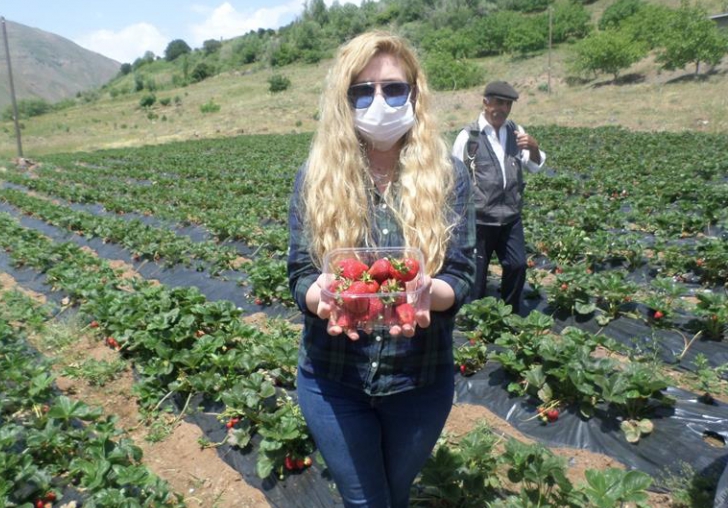 Arapgir'de bin 530 rakımlı Yayla da çilek yetiştirildi