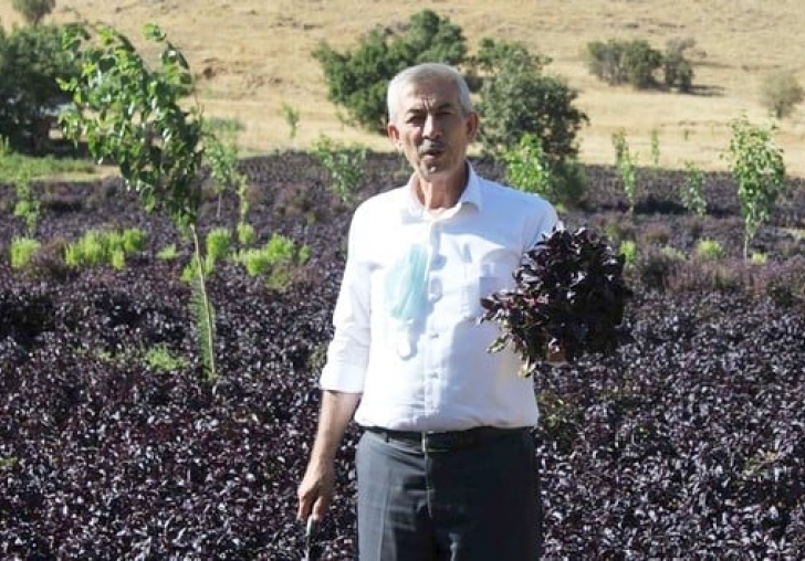 Arapgir Mor Reyhanının Ürün Yelpazesi Genişliyor