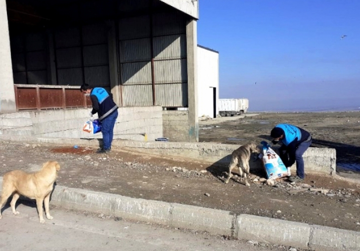 BATTALGAZİ BELEDİYESİ SOKAK HAYVANLARINI UNUTMADI