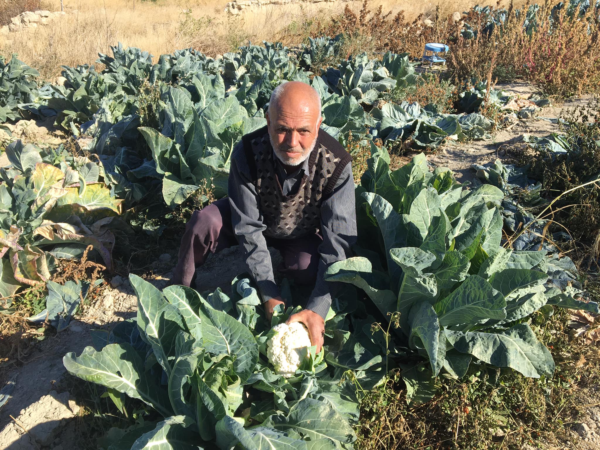 Darende İlçesinde Karnabahar Yetiştirdi