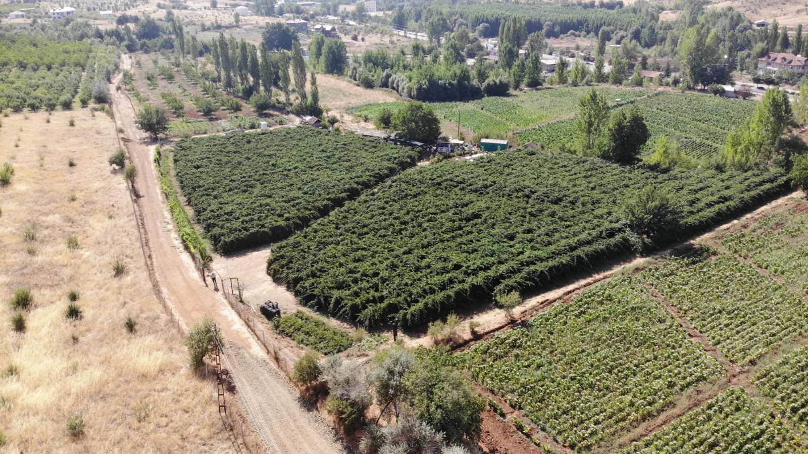 Doğanşehir'de böğürtlen bahçesi kurdu, taleplere yetişemiyor