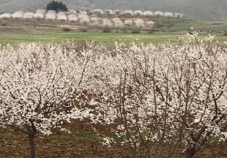 Doğanyol'da kayısılar çiçek açtı