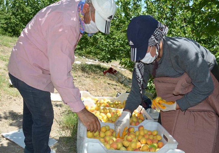 Kayısı işçileri maskeli hasada başladı