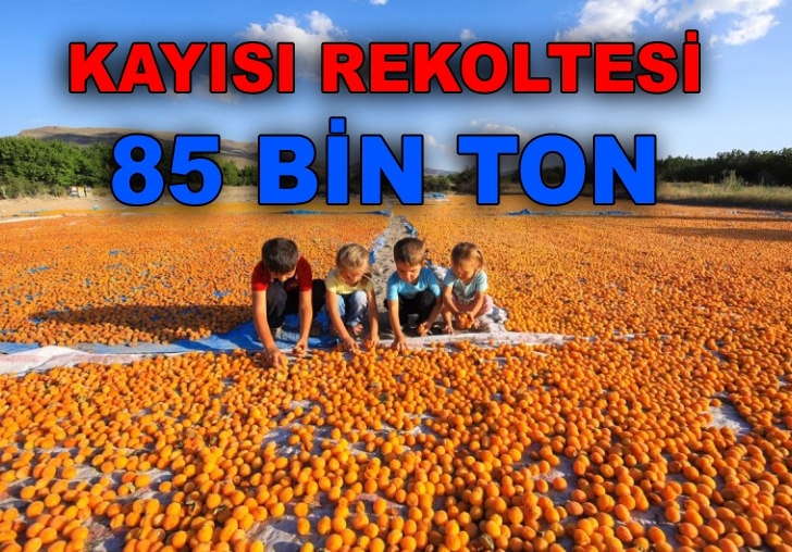 Kuru Kayısı Rekoltesi 85 Bin ton