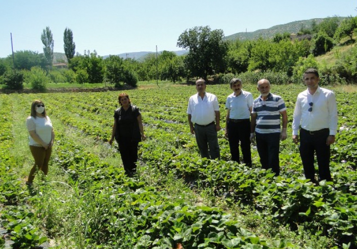 Malatya da Çilek Üretiminde 'Kadın Eli..'