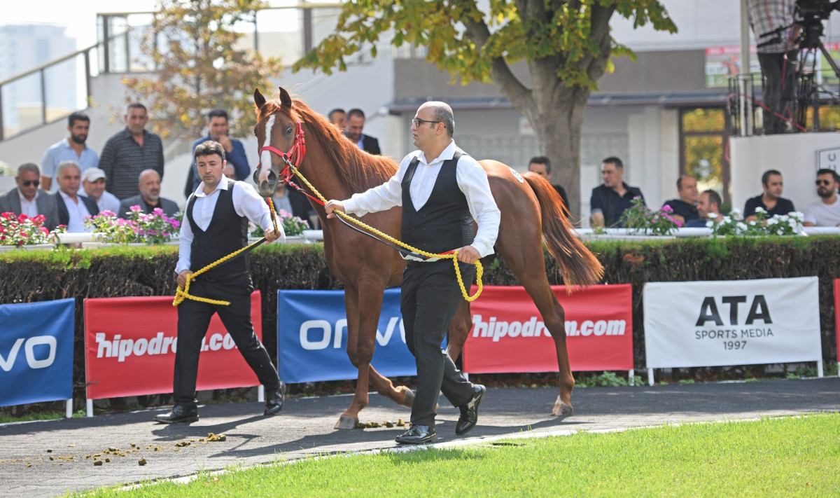 Sultansuyu Elit Tay Satışında rekorlar alt üst oldu!