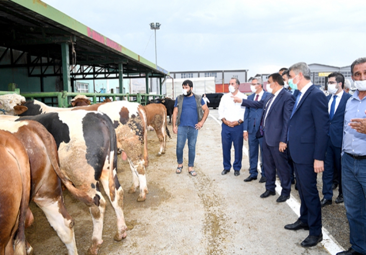 VALİ BARUŞ İLE BAŞKAN GÜRKAN HAYVAN PAZARINDA İNCELEMELERDE BULUNDU