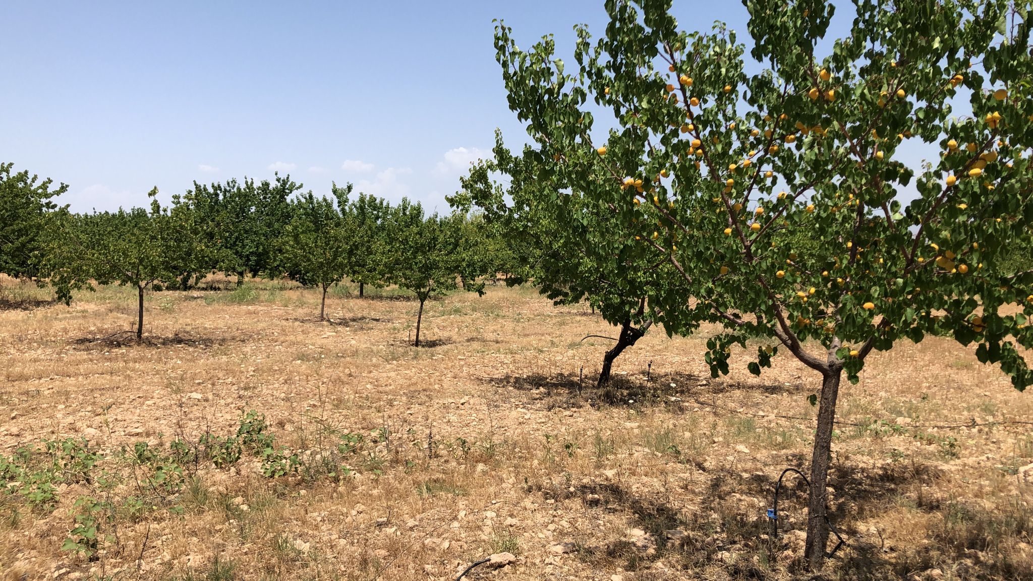 Yaka Mahallesindeki Kayısı ağaçları susuzluktan kuruyor