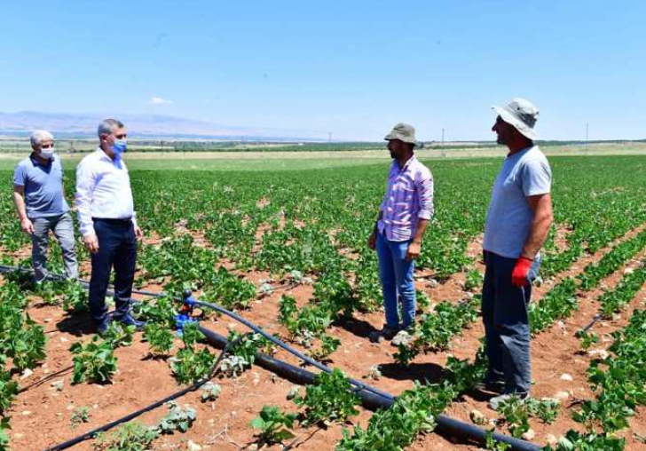 Yeşilyurt Belediyesinin Fasulye ve Nohutları yeşerdi