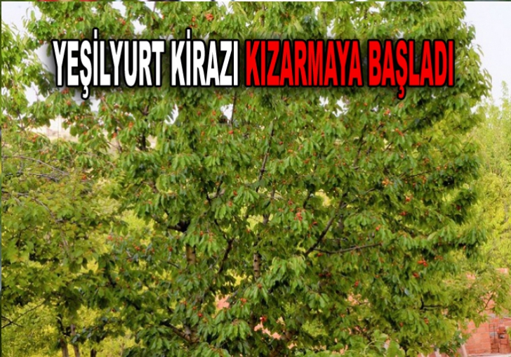 Yeşilyurt kirazı kızarmaya başladı